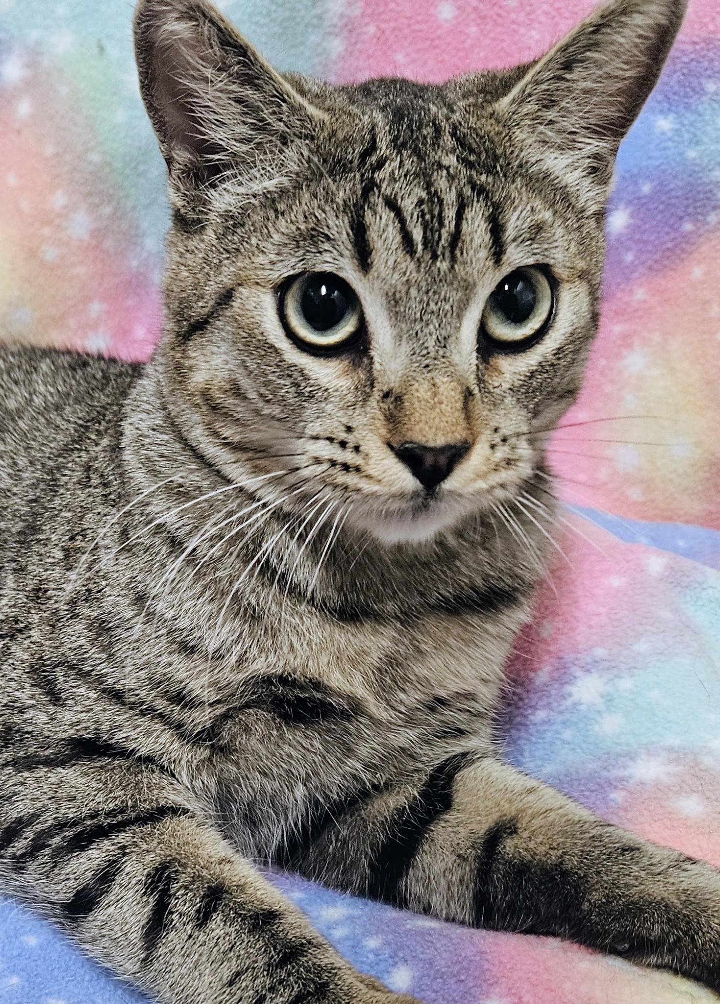 Oscar - Rancho Cucamonga PetSmart, an adopted Domestic Short Hair in Rancho Cucamonga, CA image 3/4