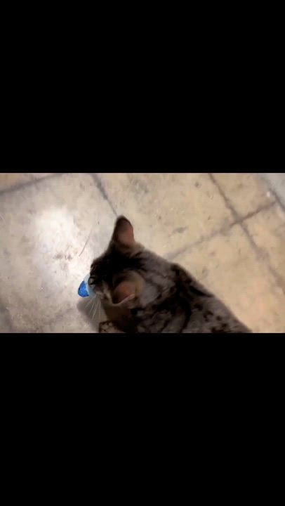 Enlarge Oscar - Rancho Cucamonga PetSmart, an adopted Domestic Short Hair in Rancho Cucamonga, CA video 4/4