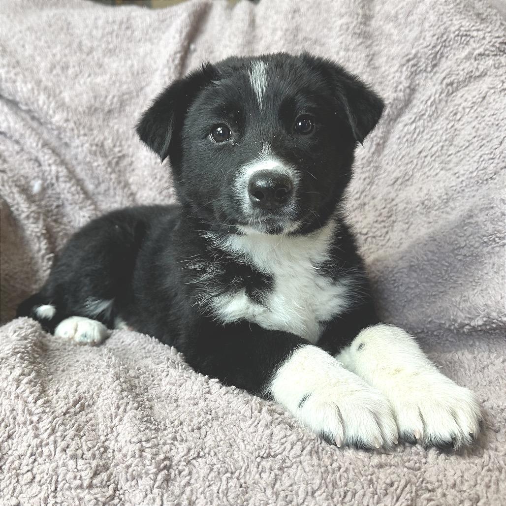 Rhythm, Adoptable, Puppy Female Mixed Breed.