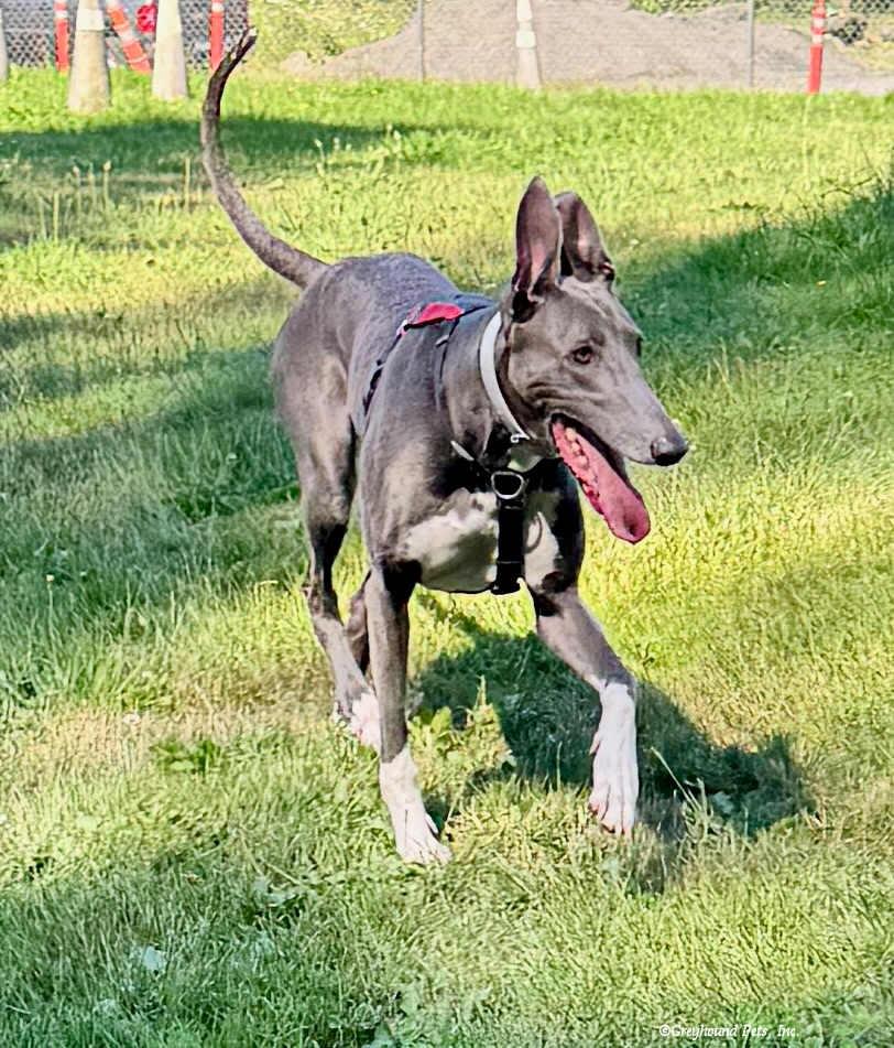 Ebony, Adoptable, Adult Female Greyhound.