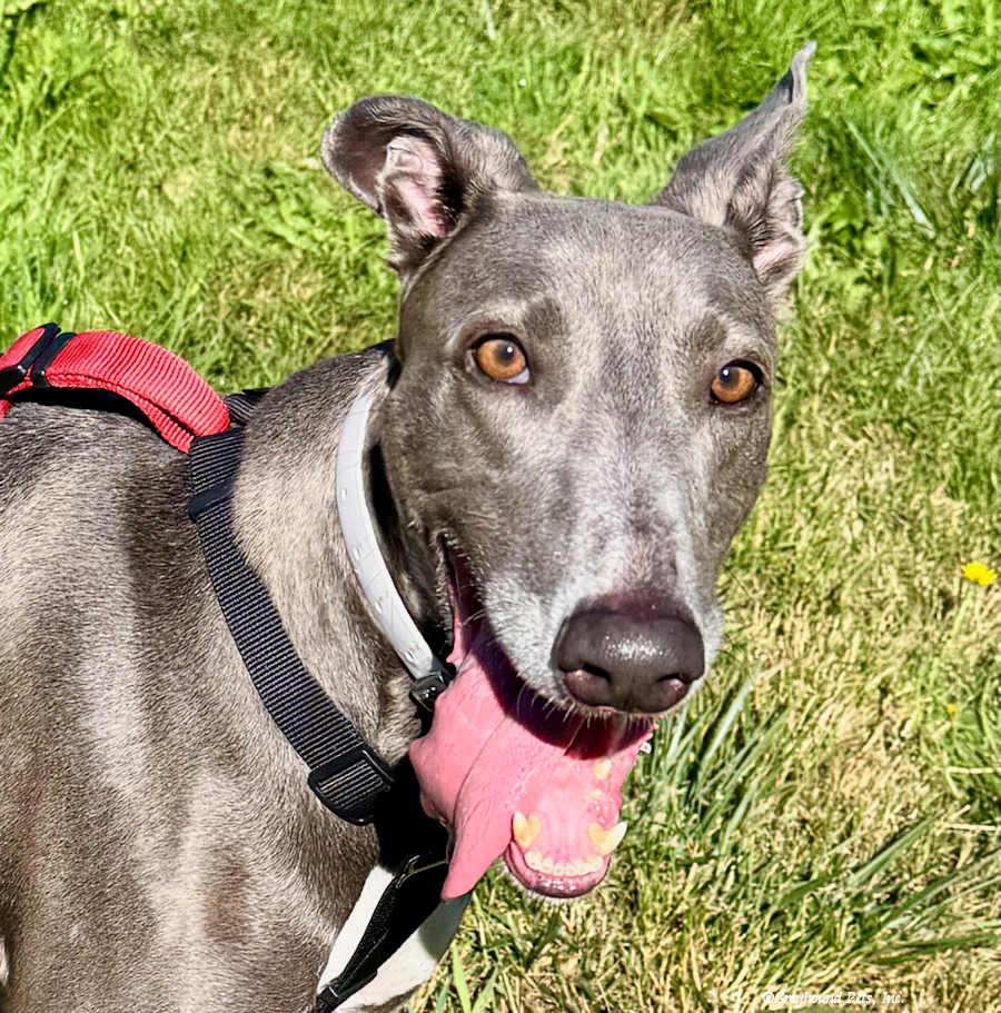 Ebony, a Adoptable Greyhound in Woodinville, WA image 2/3