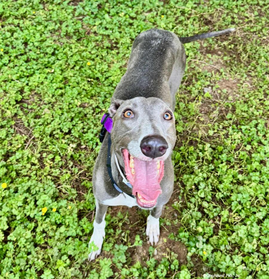 Ebony, a Adoptable Greyhound in Woodinville, WA image 3/3