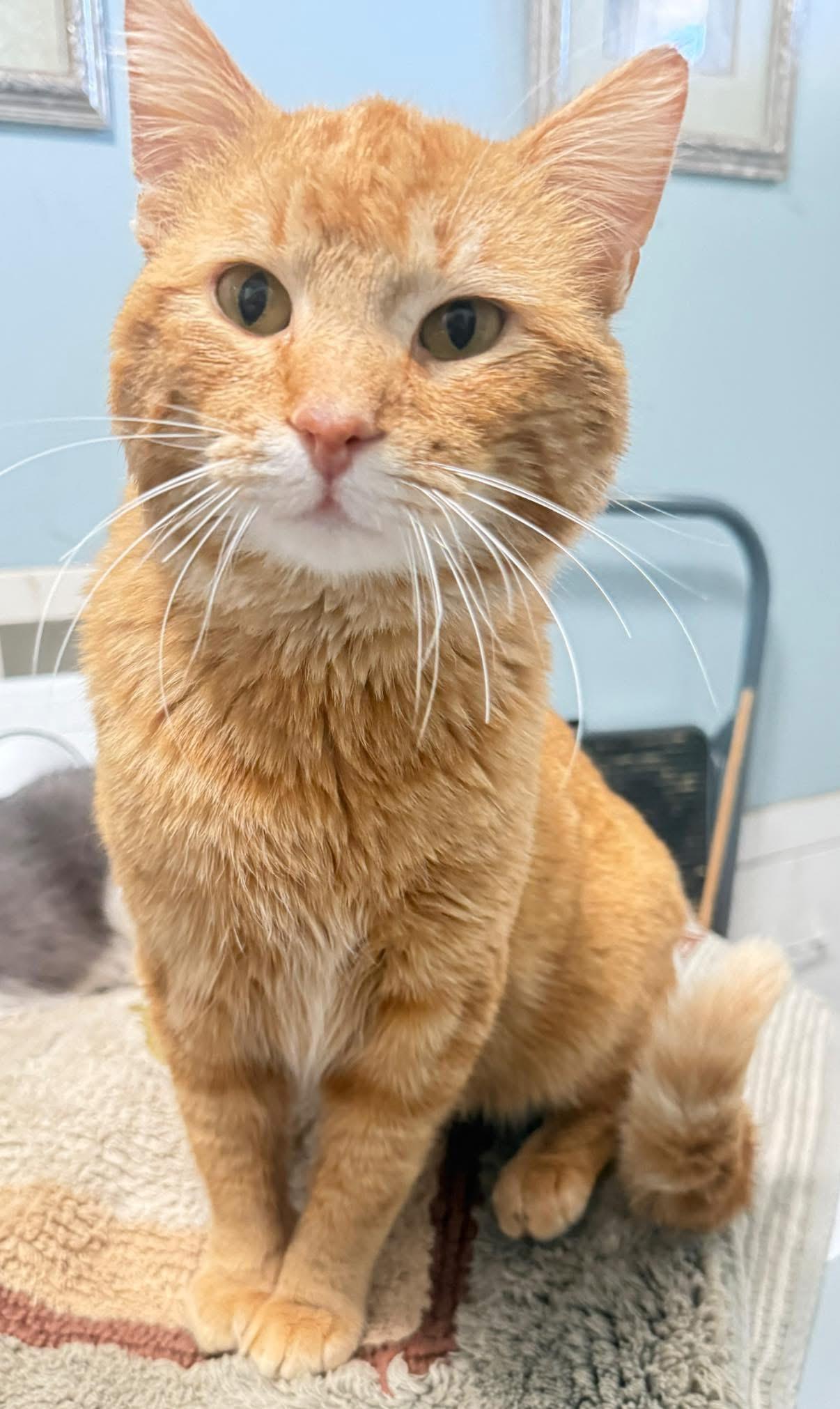 Enlarge Big Cheese, a ADOPTABLE Domestic Short Hair in Elwood, IL image 4/5