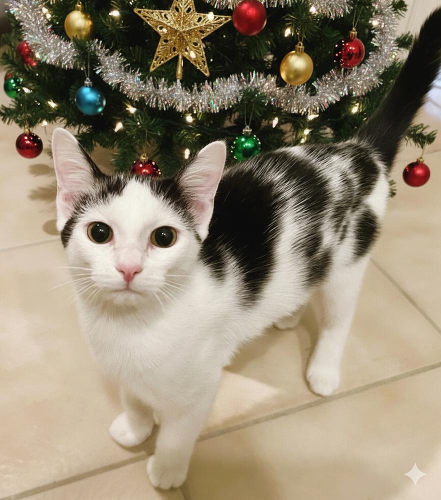 Marni, Adoptable, Young Female Domestic Short Hair.