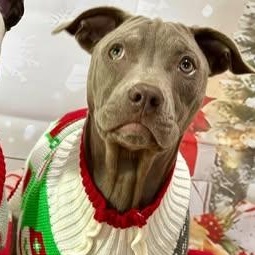 Enlarge Rose, a Adoptable Mixed Breed in North Dighton, MA image 5/5