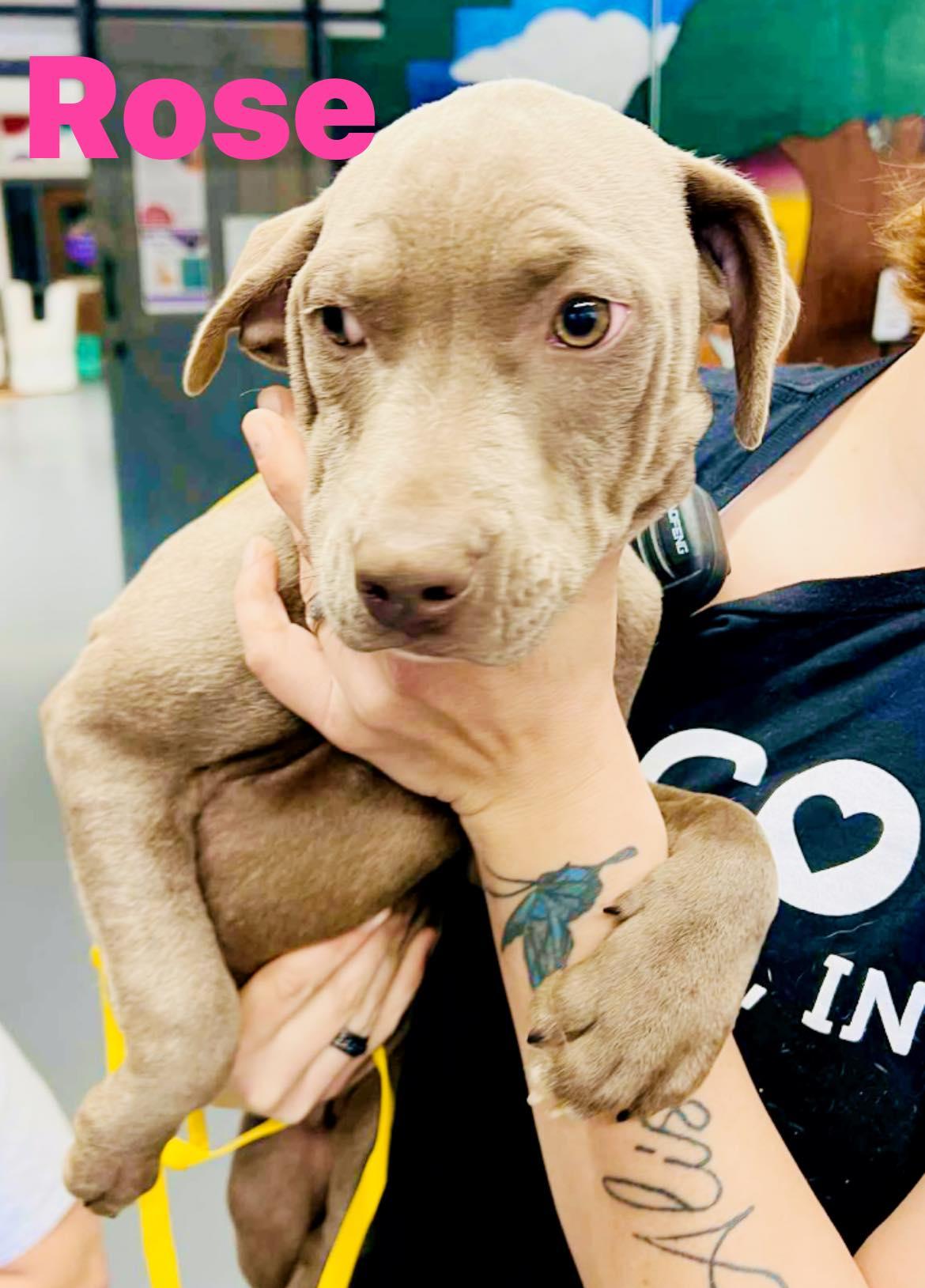 Rose, Adoptable, Puppy Female Mixed Breed.