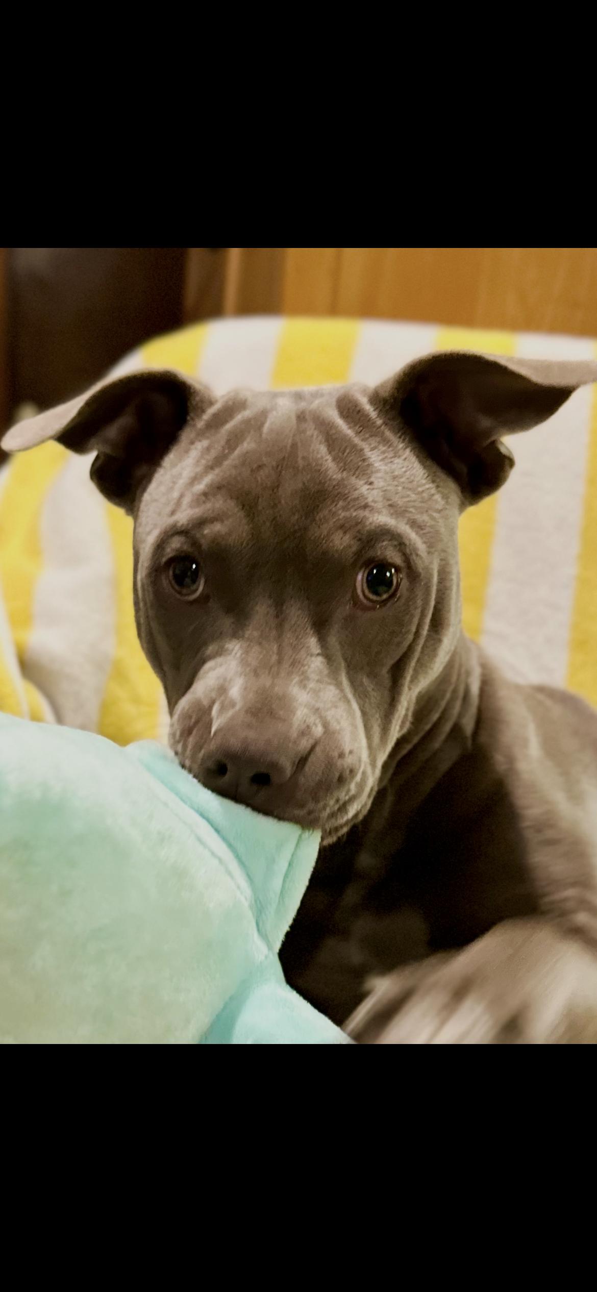 Enlarge Rose, a Adoptable Mixed Breed in North Dighton, MA image 5/5