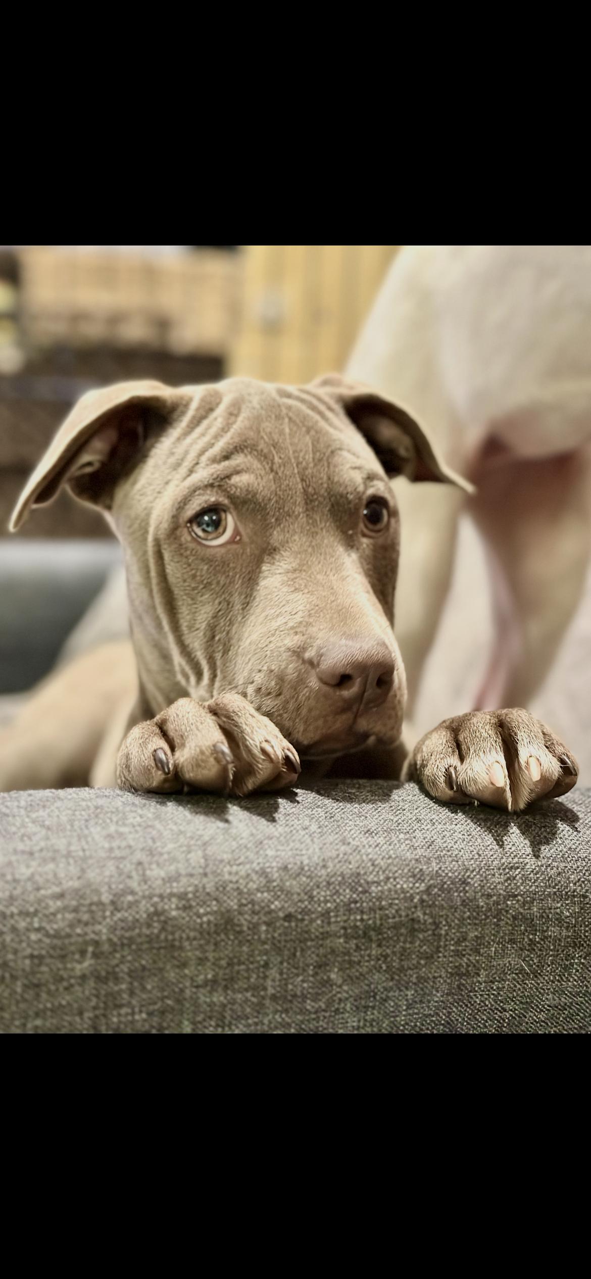 Enlarge Rose, a Adoptable Mixed Breed in North Dighton, MA image 2/5