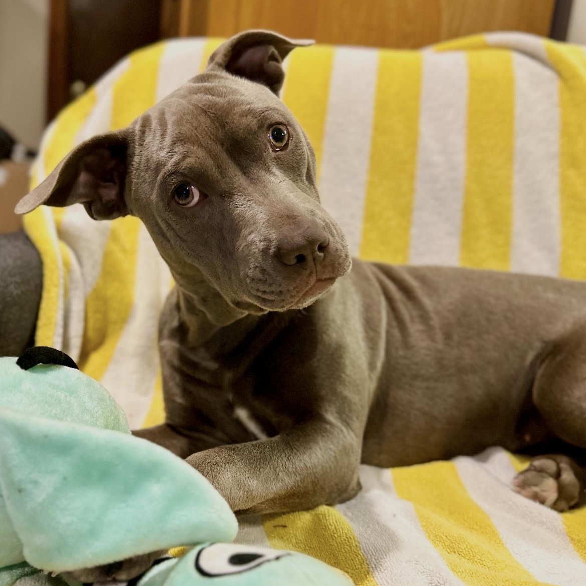 Enlarge Rose, a Adoptable Mixed Breed in North Dighton, MA image 1/5