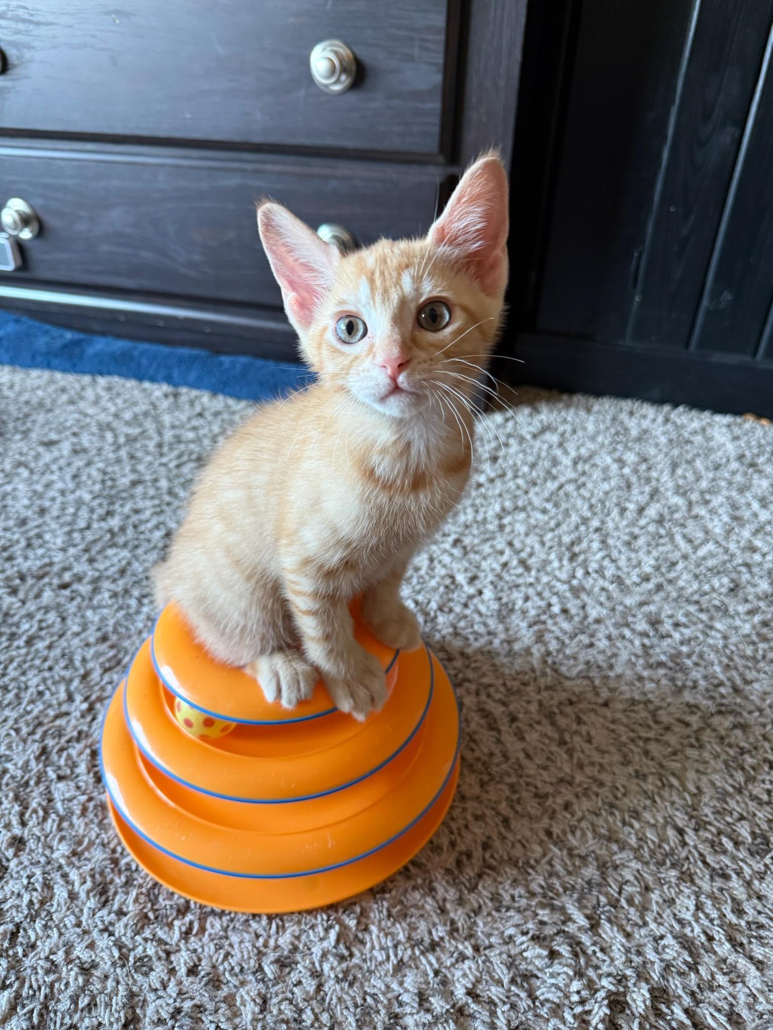 Rory, Baby Male Domestic Short Hair