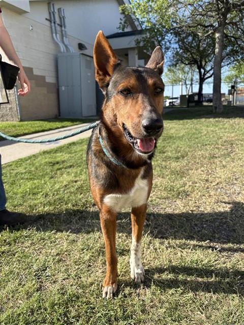 Enlarge RED, a Adoptable German Shepherd Dog in Corpus Christi, TX image 1/1