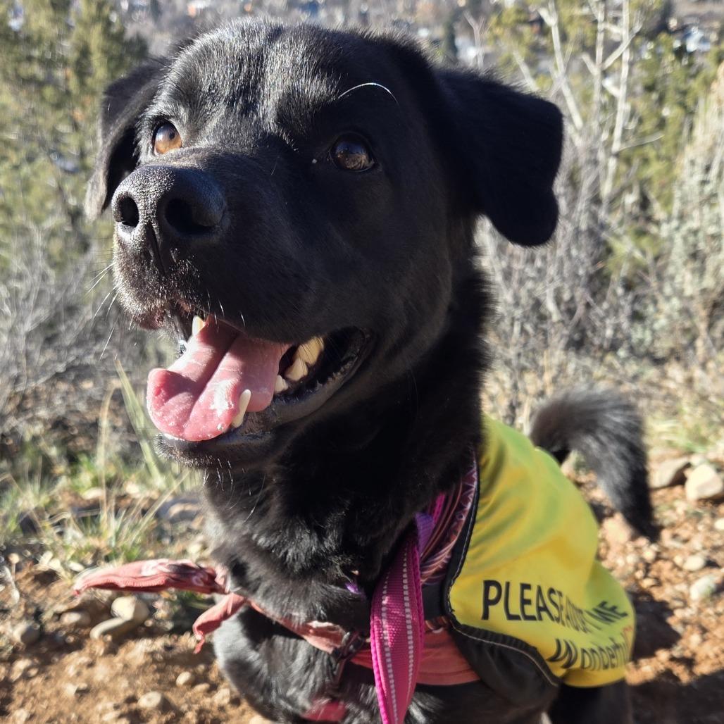 Max, Adoptable, Young Male Shepherd.