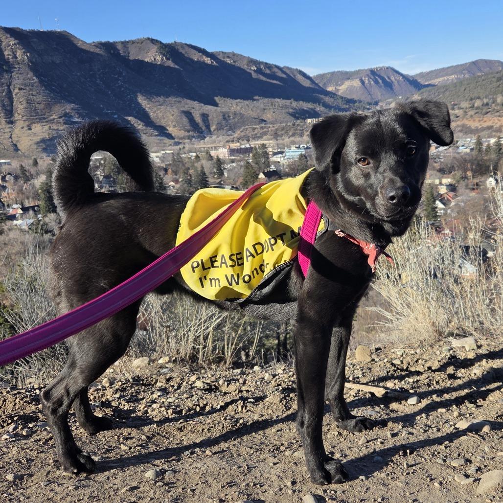 Max, a Adoptable mixed breed in Durango, CO image 2/6