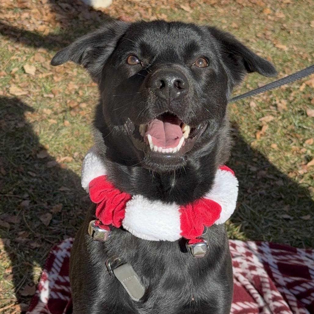 Max, a Adoptable mixed breed in Durango, CO image 3/6