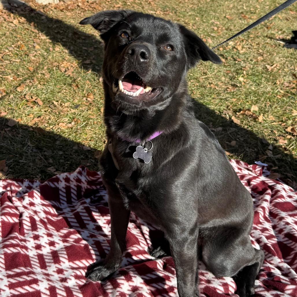 Max, a Adoptable mixed breed in Durango, CO image 4/6