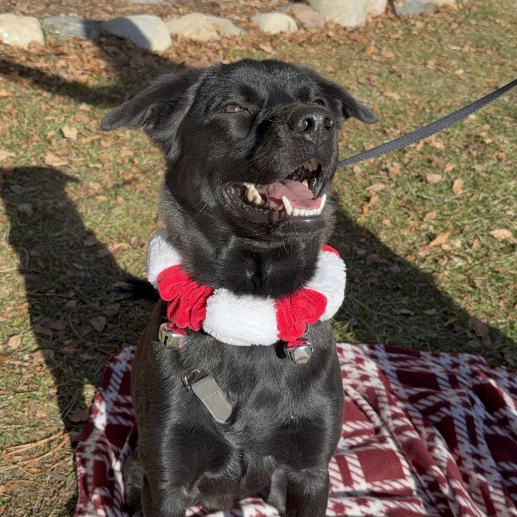 Max, a Adoptable mixed breed in Durango, CO image 6/6