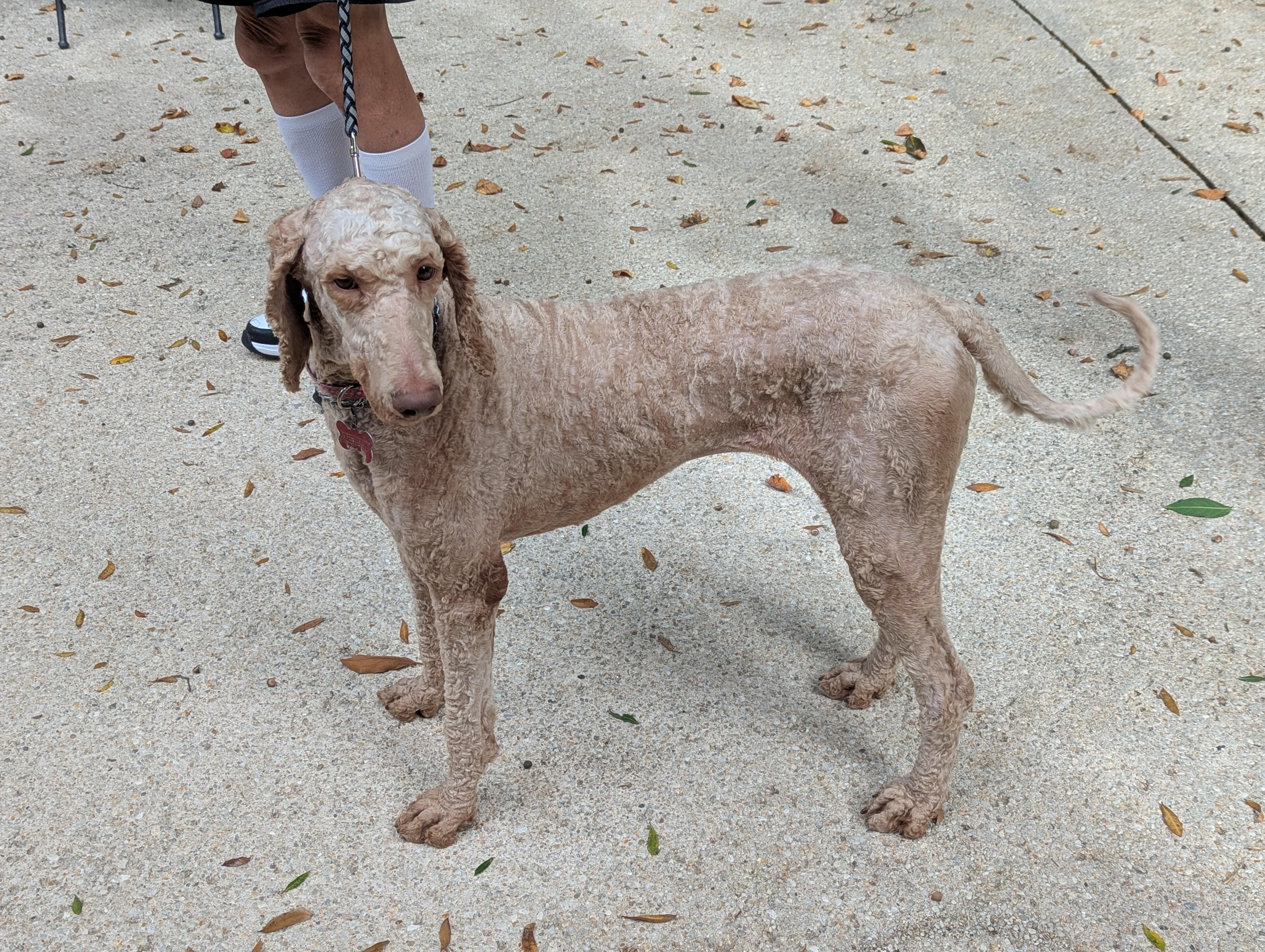 Maggie, Adopted, Young Female Standard Poodle.