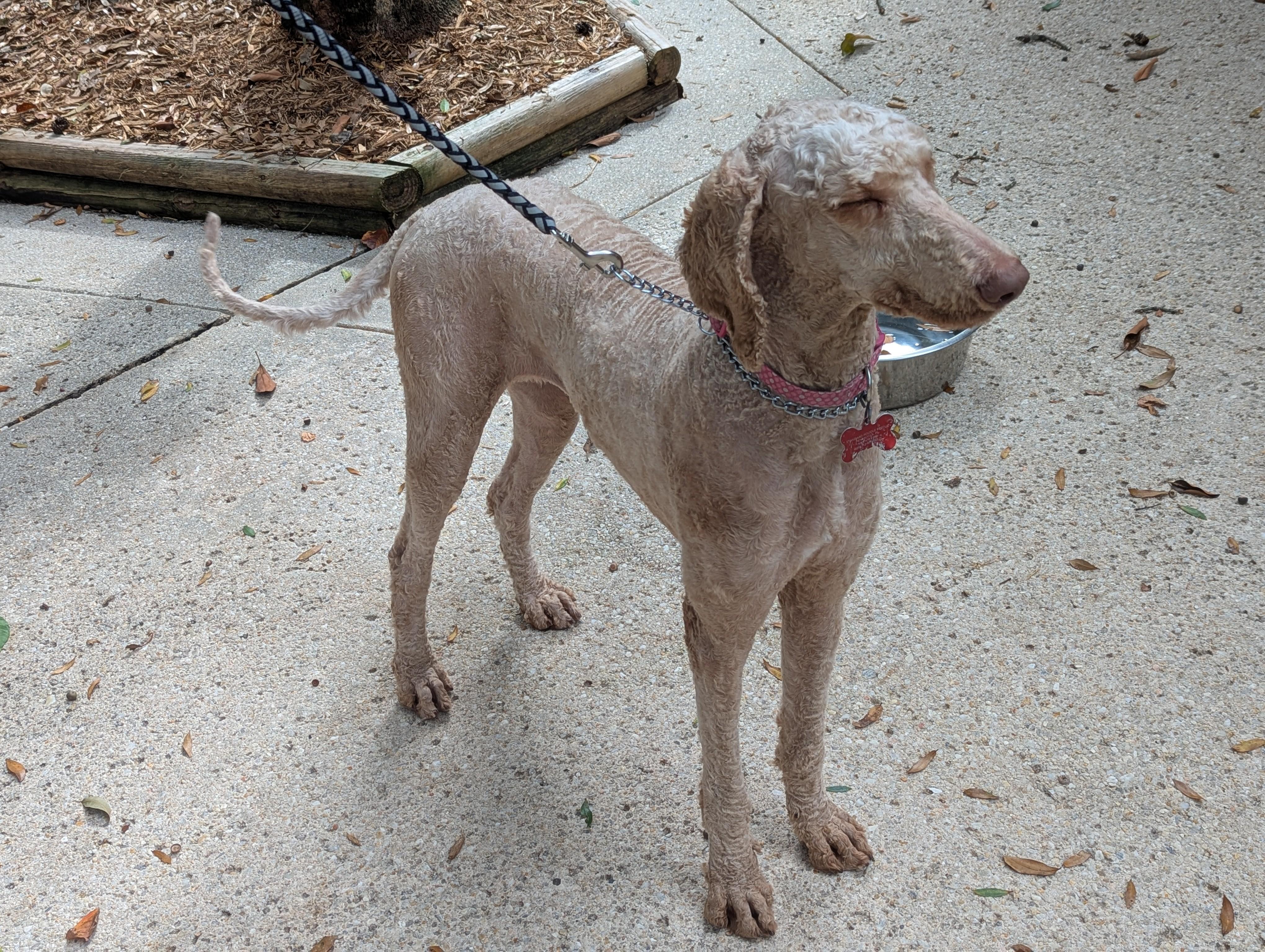 Maggie, a Adopted Standard Poodle in Pensacola, FL image 3/3