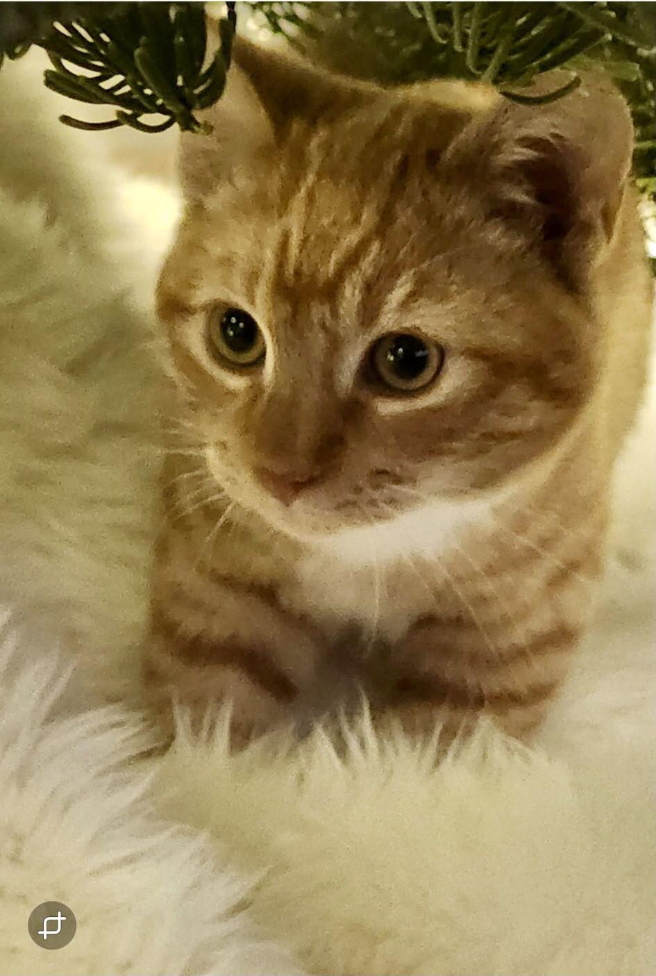 Enlarge Simba, a Adoptable Domestic Short Hair in Redding, CA image 1/3