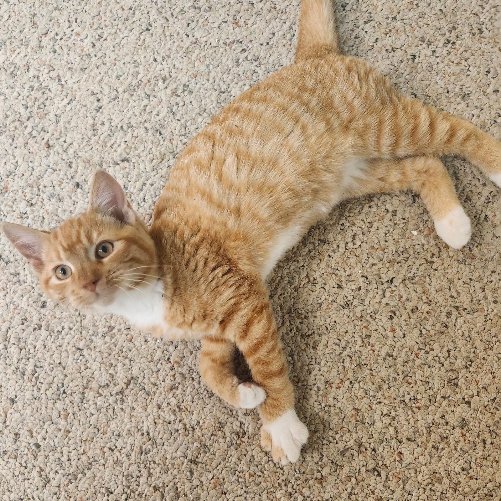 Enlarge Simba, a Adoptable Domestic Short Hair in Redding, CA image 2/3