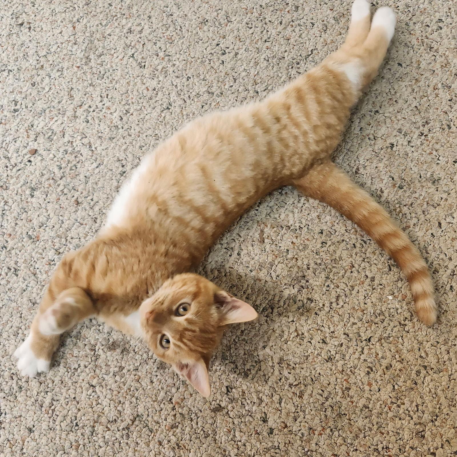 Enlarge Simba, a Adoptable Domestic Short Hair in Redding, CA image 3/3