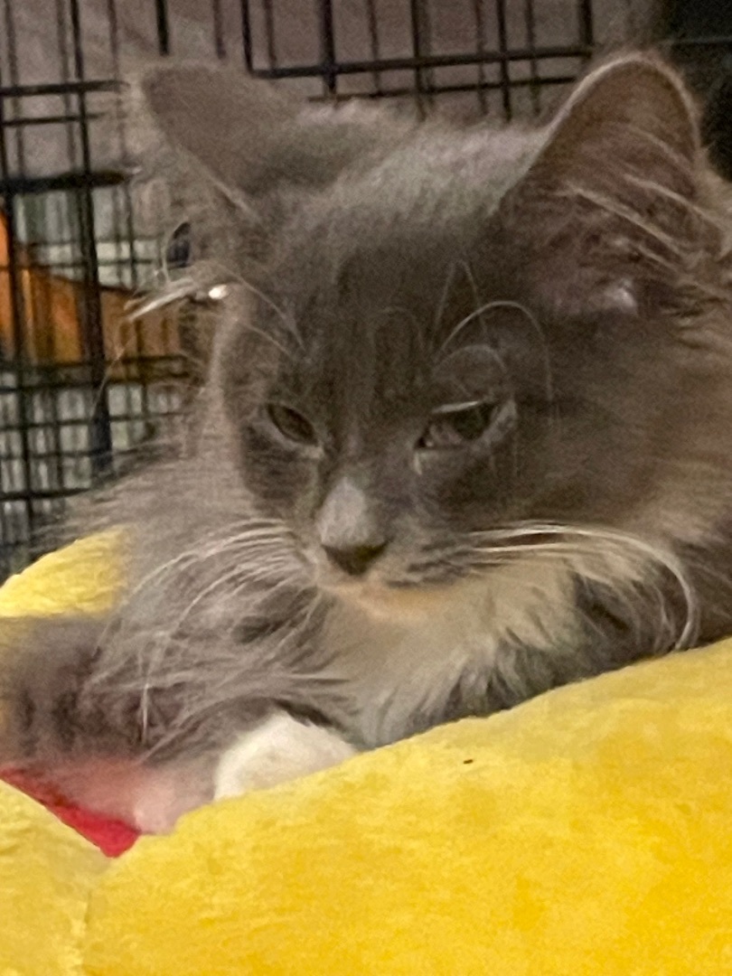 Charlie, Adopted, Kitten Male Domestic Medium Hair.