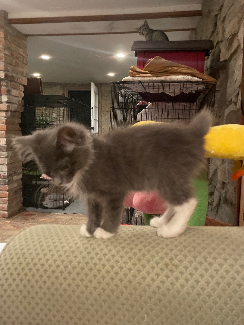 Enlarge Charlie, a Adopted mixed breed in Waveland, IN image 2/11