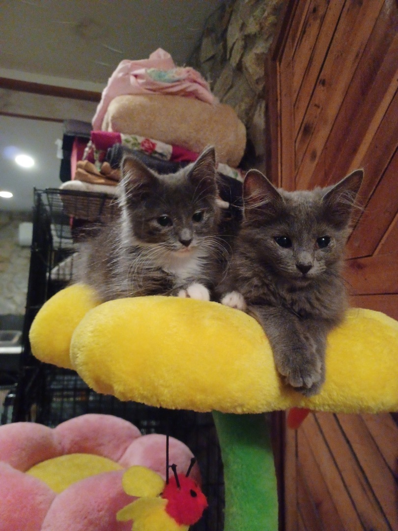 Enlarge Charlie, a Adopted mixed breed in Waveland, IN image 4/11