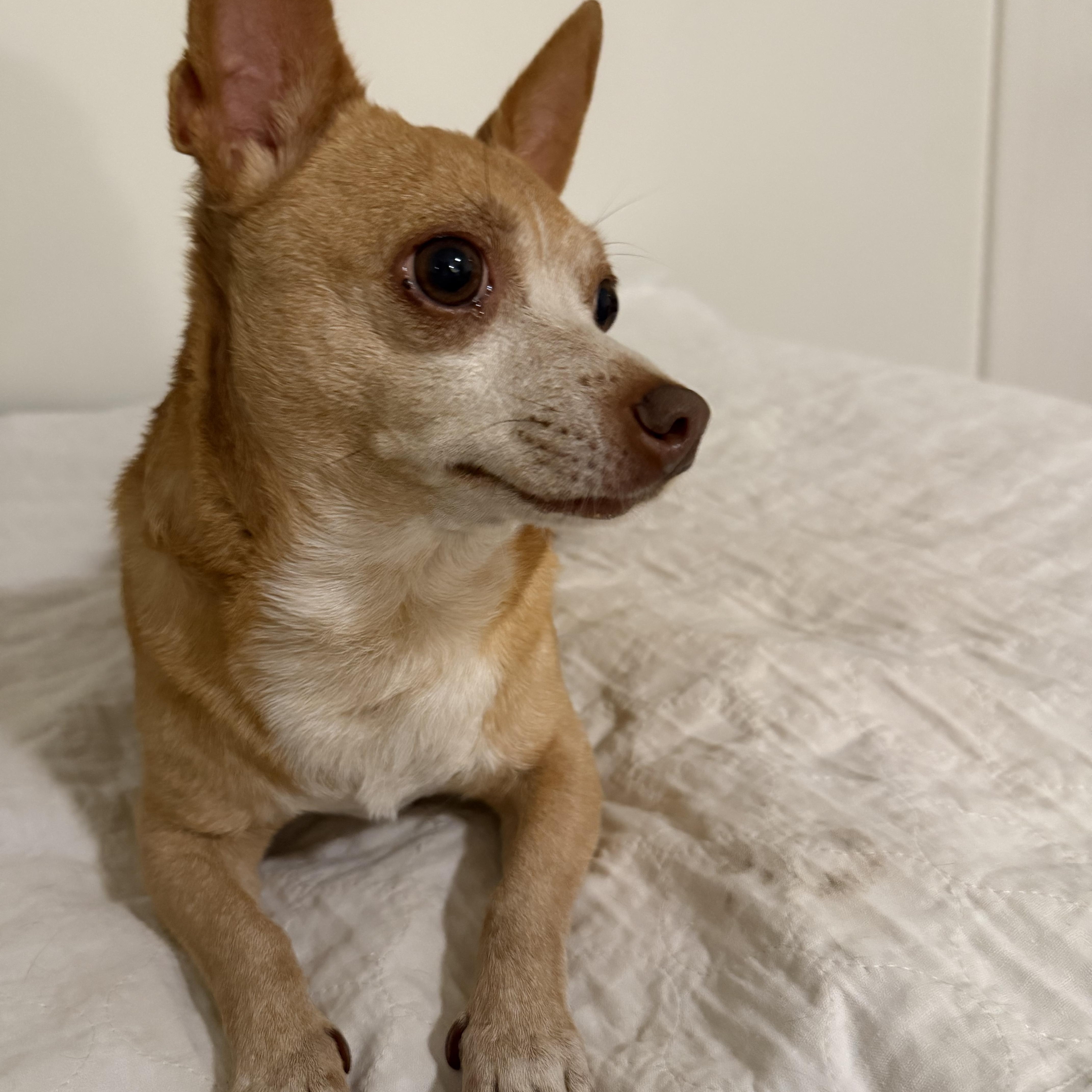 Enlarge Chloe, a Adoptable mixed breed in Alabaster, AL image 1/4