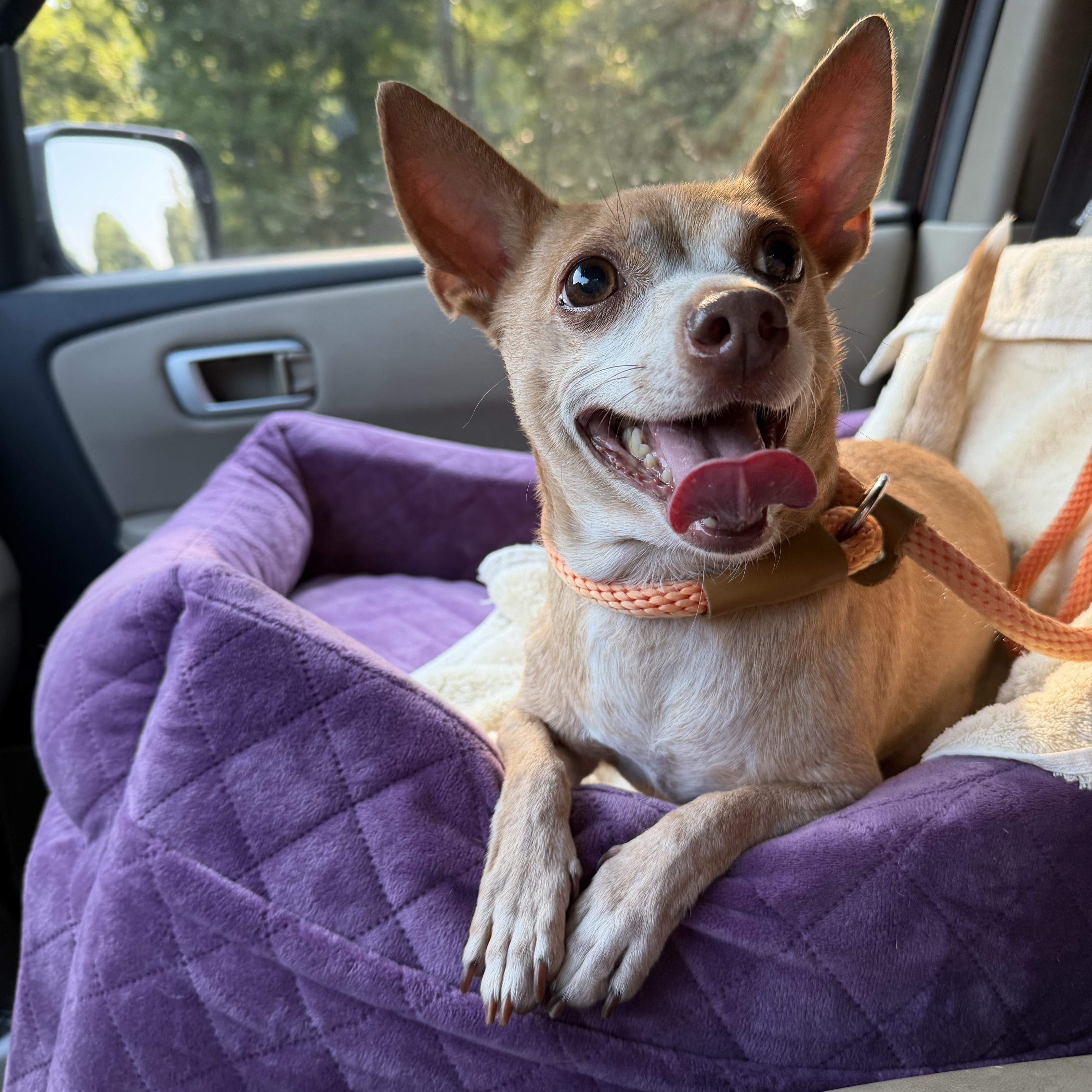 Enlarge Chloe, a Adoptable mixed breed in Alabaster, AL image 4/4