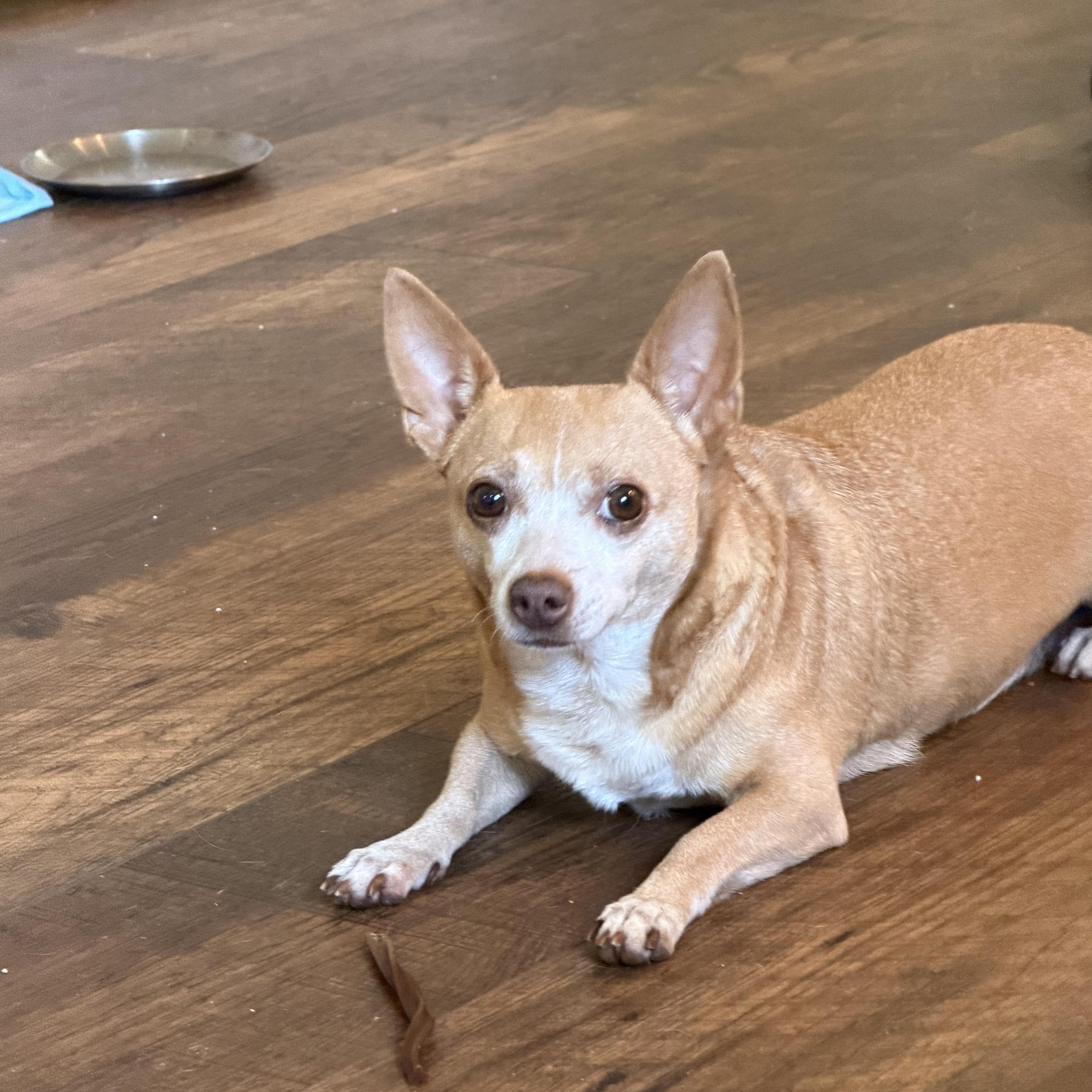 Enlarge Chloe, a Adoptable mixed breed in Alabaster, AL image 3/4