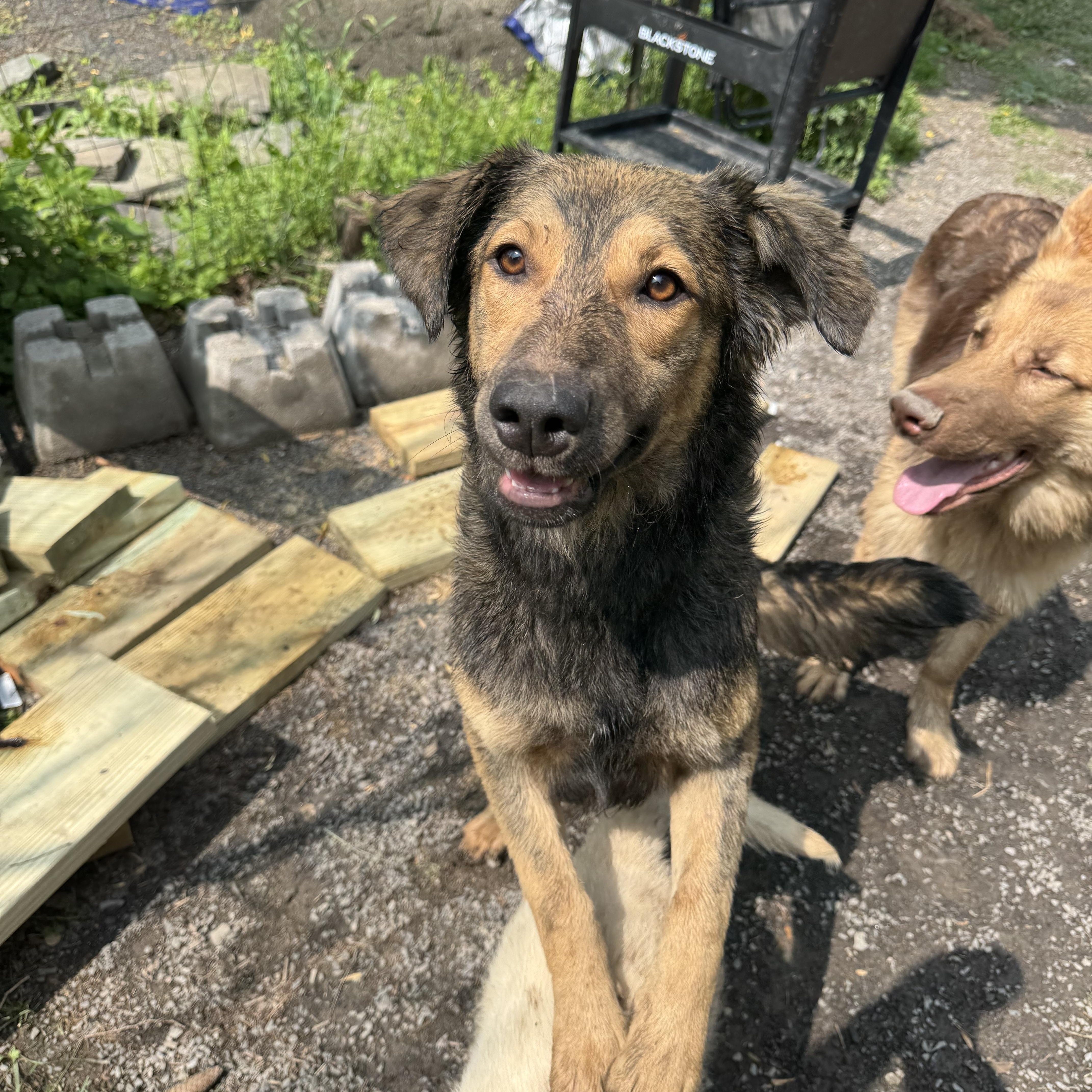 Enlarge Darcy, a Adoptable mixed breed in Albany, NY image 2/3