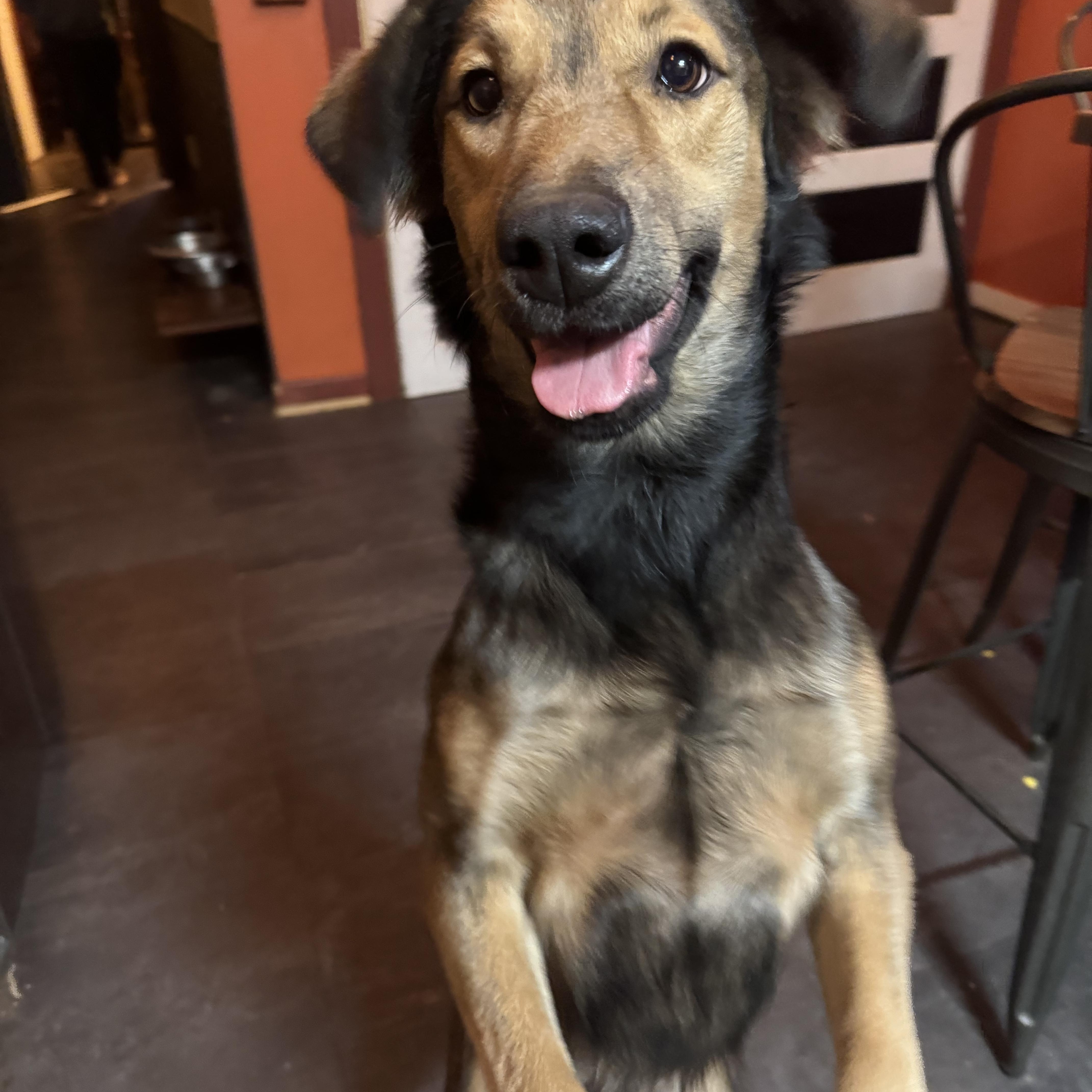 Darcy, Adoptable, Young Female German Shepherd Dog.