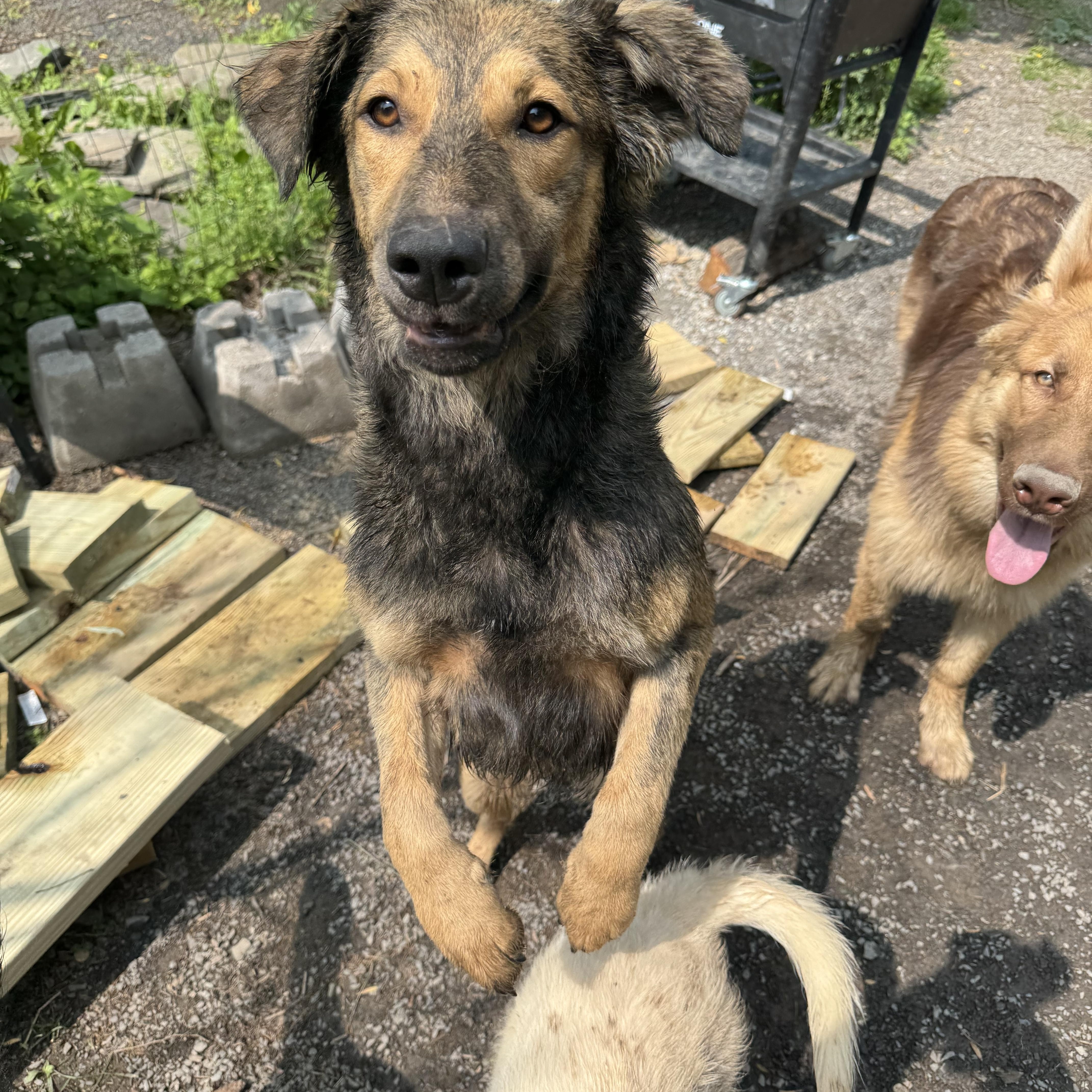 Enlarge Darcy, a Adoptable mixed breed in Albany, NY image 3/3