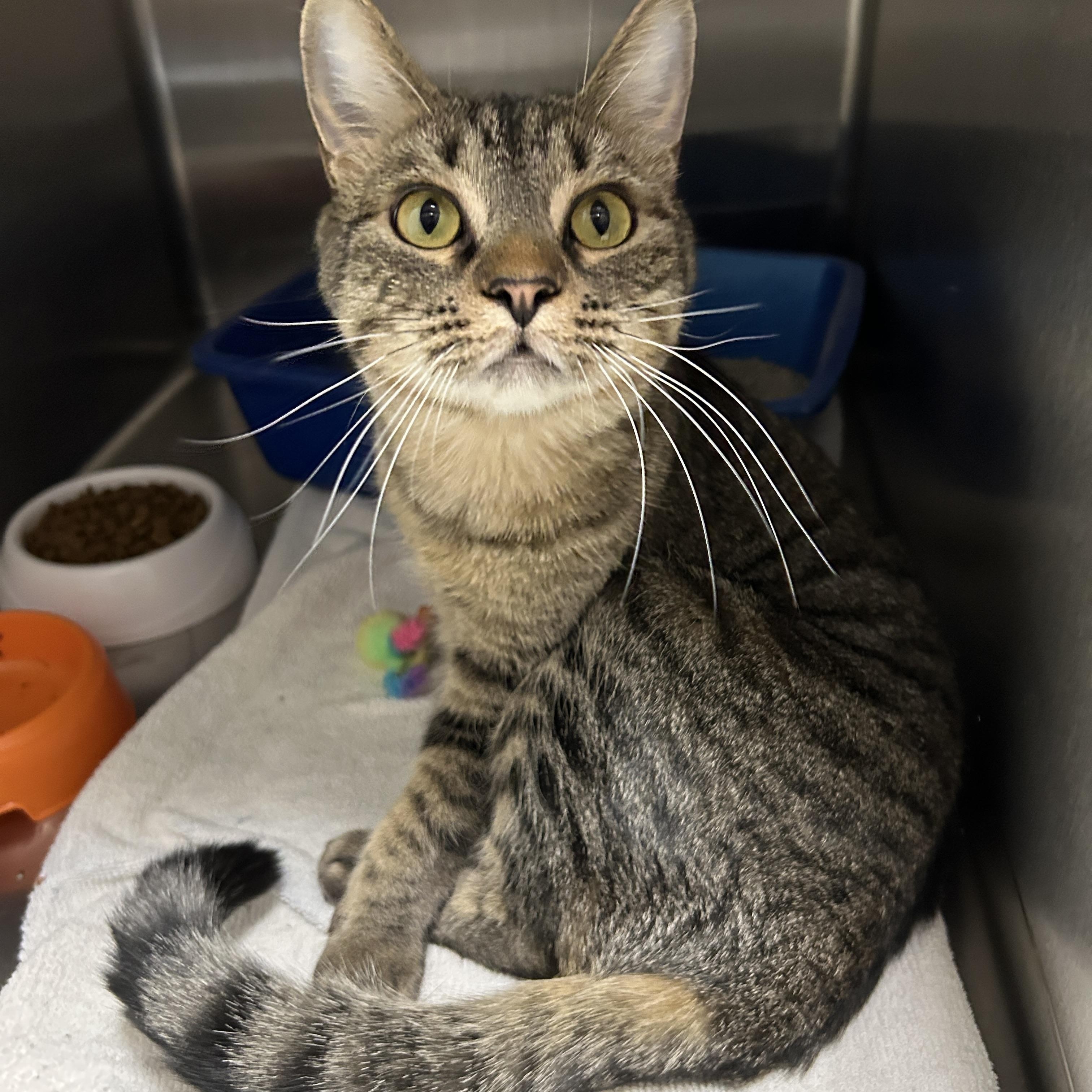 Rosita, adopted, Adult Female Domestic Short Hair.