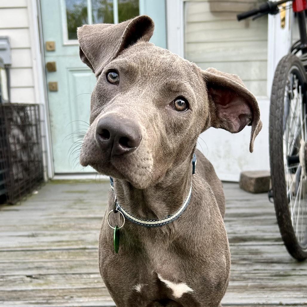 Slate