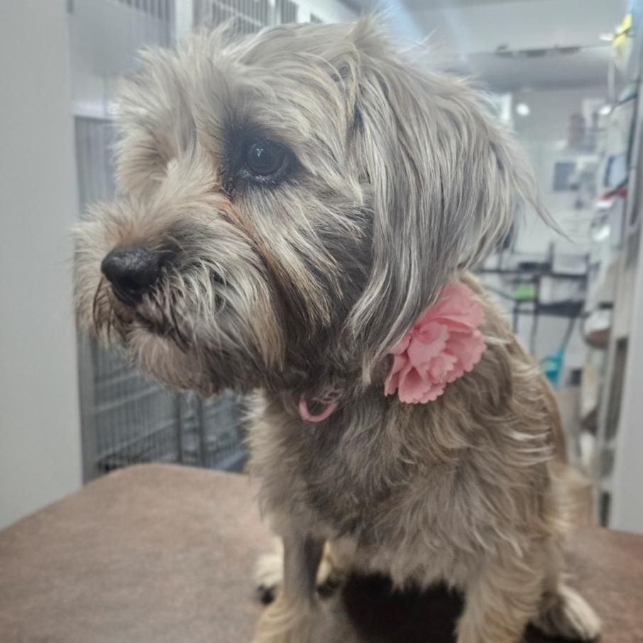 Millie — thumbnail 4