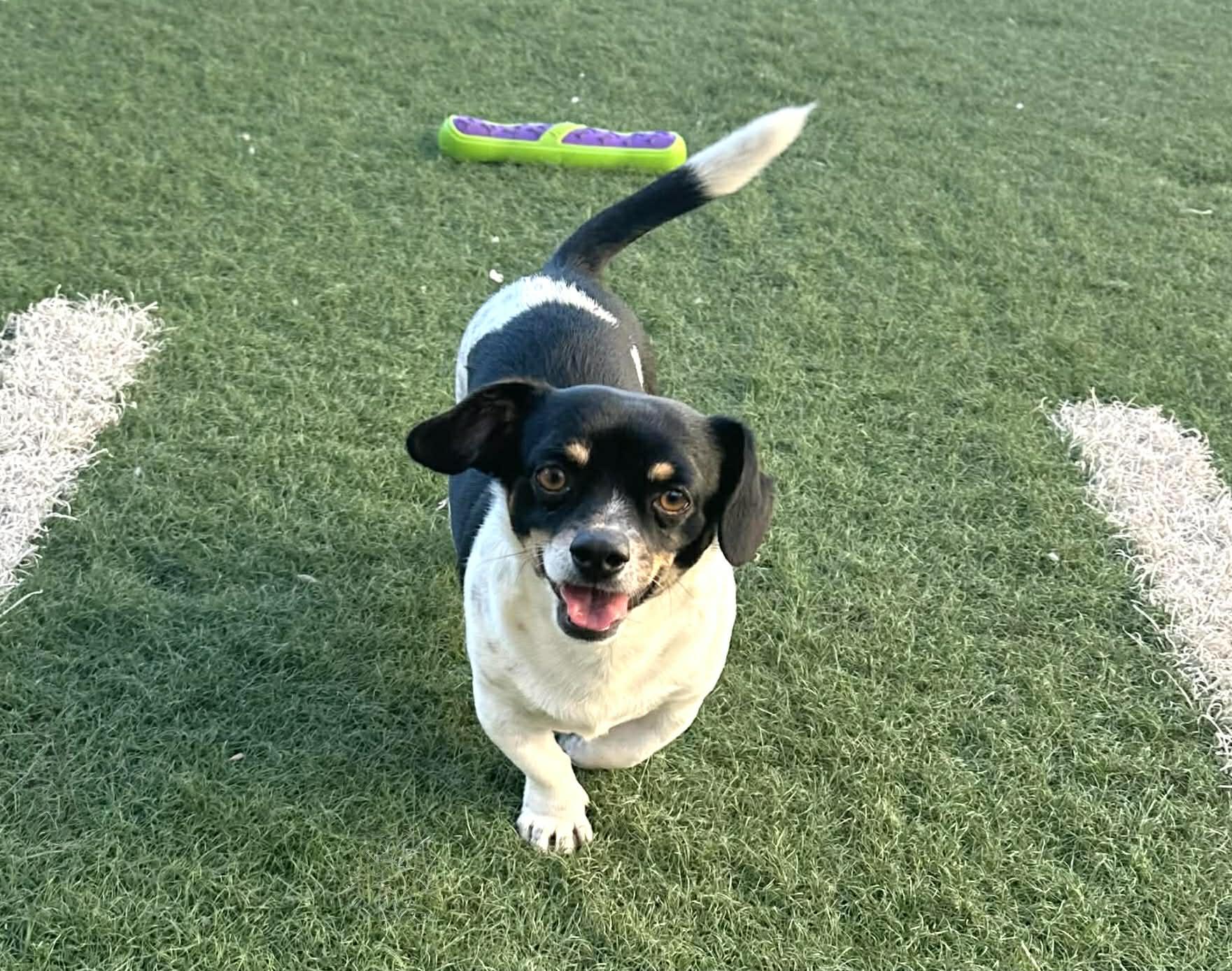 Enlarge Gordo, a ADOPTABLE mixed breed in PHOENIX, AZ image 3/6