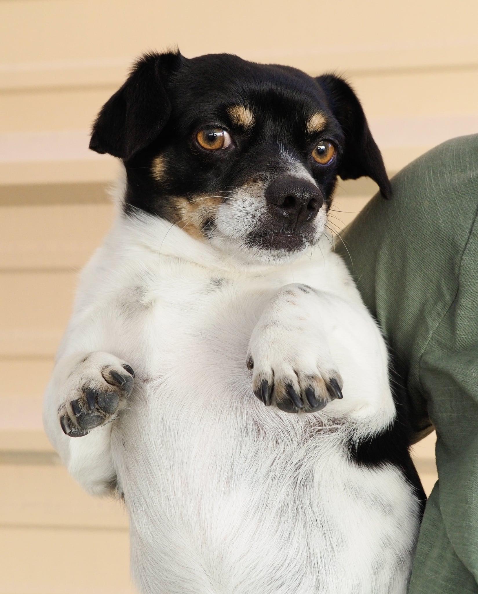 Enlarge Gordo, a ADOPTABLE mixed breed in PHOENIX, AZ image 1/6