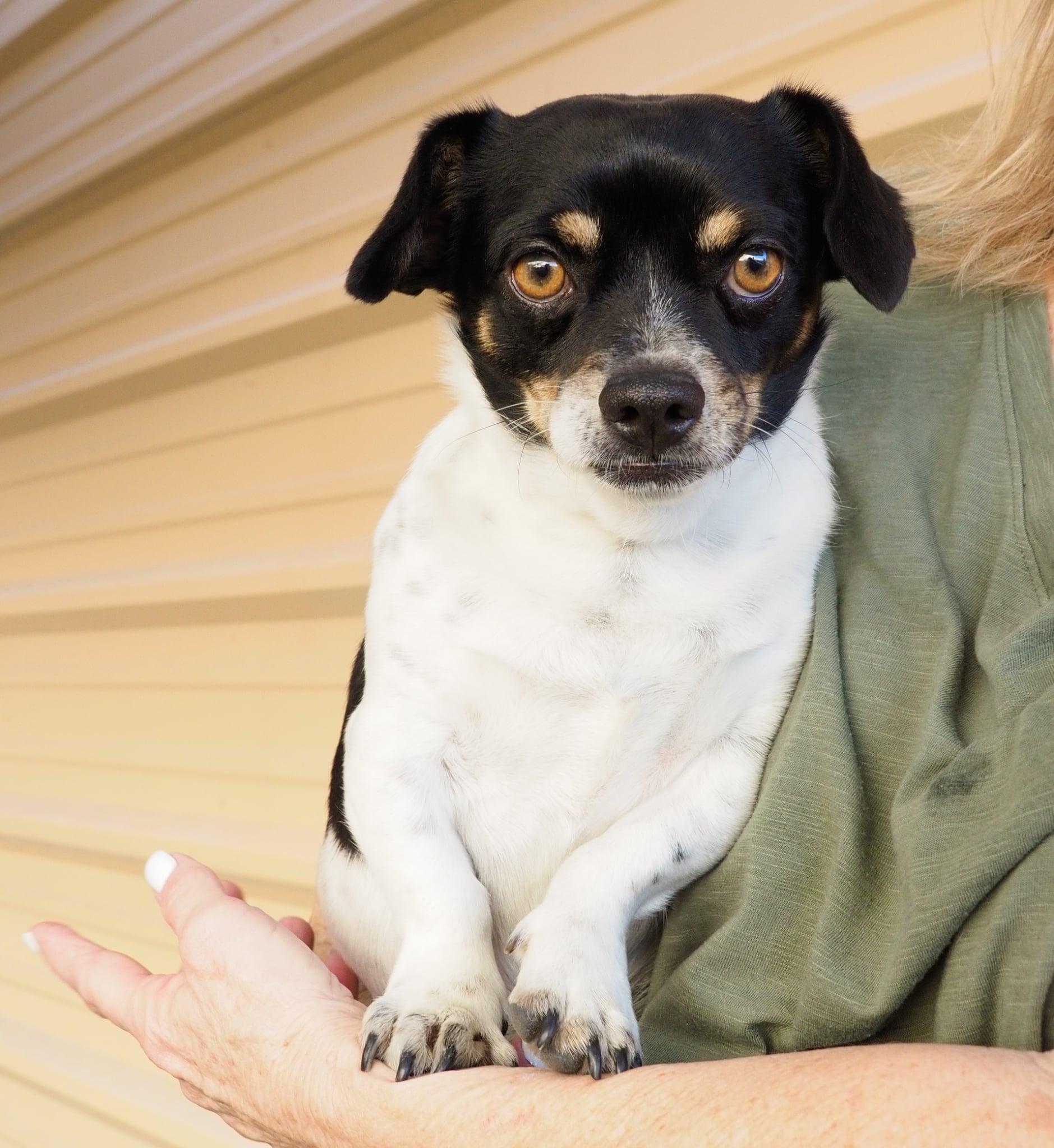 Enlarge Gordo, a ADOPTABLE mixed breed in PHOENIX, AZ image 6/6