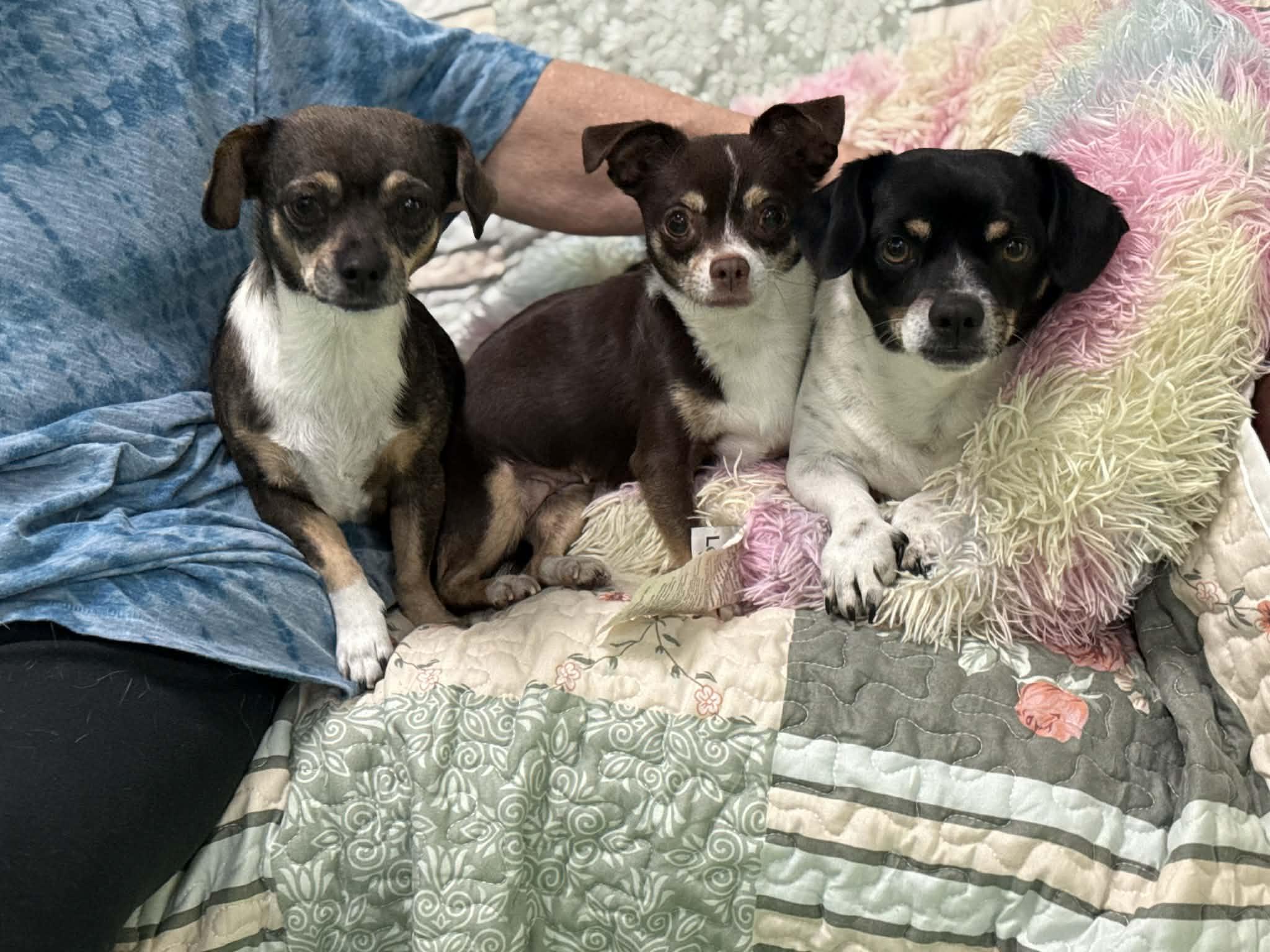 Enlarge Gordo, a ADOPTABLE mixed breed in PHOENIX, AZ image 5/6