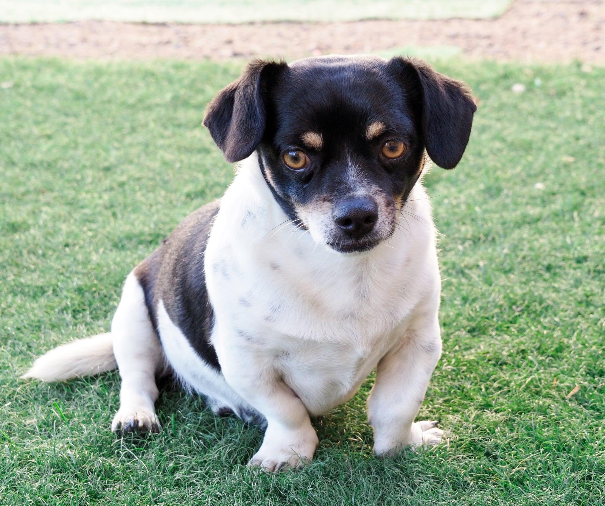 Enlarge Gordo, a ADOPTABLE mixed breed in PHOENIX, AZ image 4/6