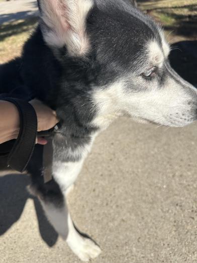 Rocky — thumbnail 4