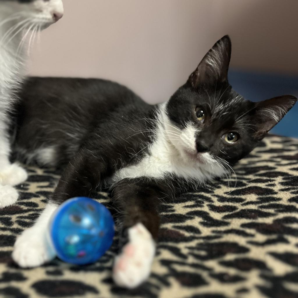 Peppermint, a Adoptable Domestic Short Hair in Wichita, KS image 1/6