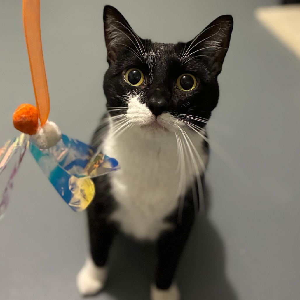 Peppermint, a Adoptable Domestic Short Hair in Wichita, KS image 2/6