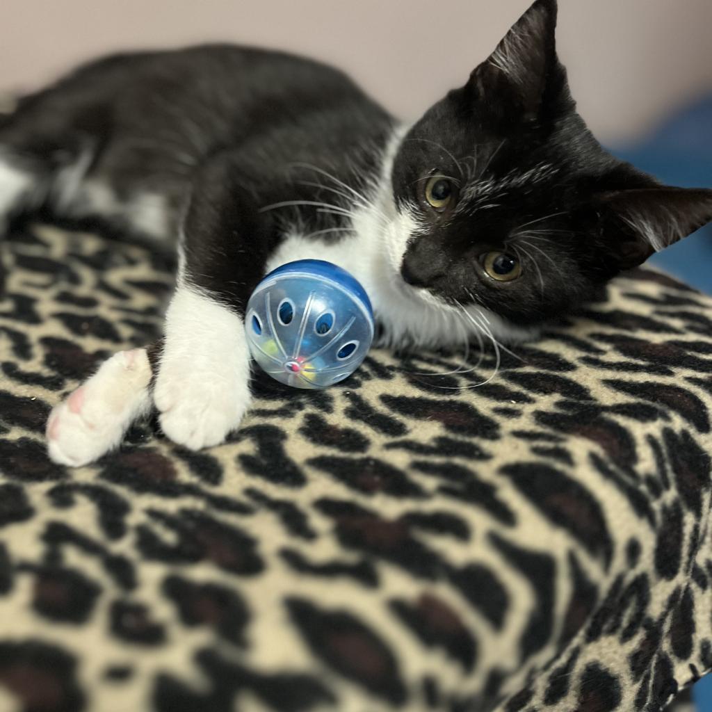 Peppermint, a Adoptable Domestic Short Hair in Wichita, KS image 3/6