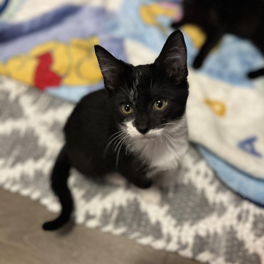Peppermint, a Adoptable Domestic Short Hair in Wichita, KS image 4/6