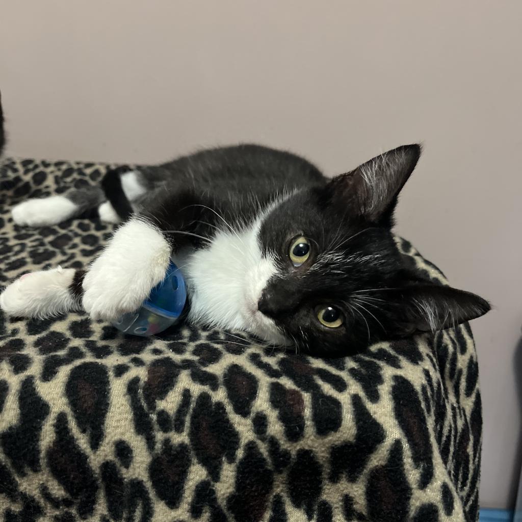 Peppermint, a Adoptable Domestic Short Hair in Wichita, KS image 5/6