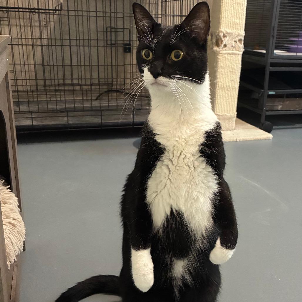Peppermint, a Adoptable Domestic Short Hair in Wichita, KS image 6/6