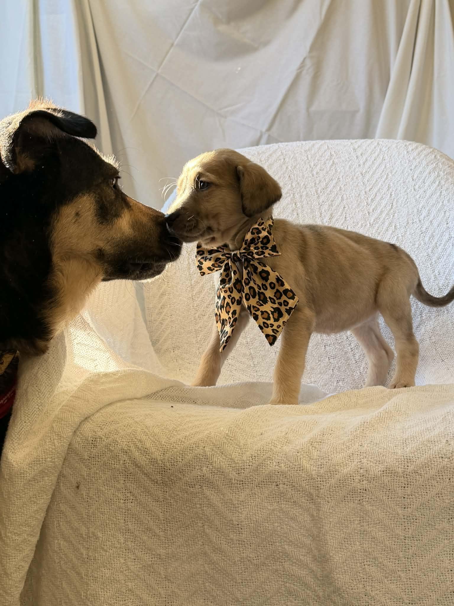 Enlarge Donna the shepherd mix puppy, a Adoptable mixed breed in Muskego, WI image 3/6